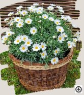 Muttertagsgeschenk - Handgeflochtener Korb inkl. Sommerblumen 898527